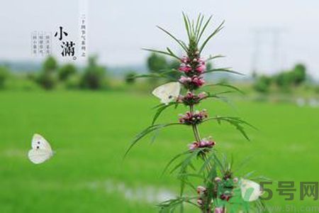 為什么小滿濕氣重？小滿怎么除濕氣？