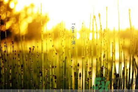 為什么小滿濕氣重？小滿怎么除濕氣？