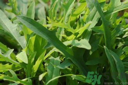 哺乳期可以吃苦菜嗎？哺乳期吃苦菜奶水會(huì)變苦嗎？
