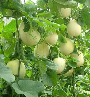 胃炎可以吃甜瓜嗎？胃炎吃甜瓜會(huì)有什么后果？
