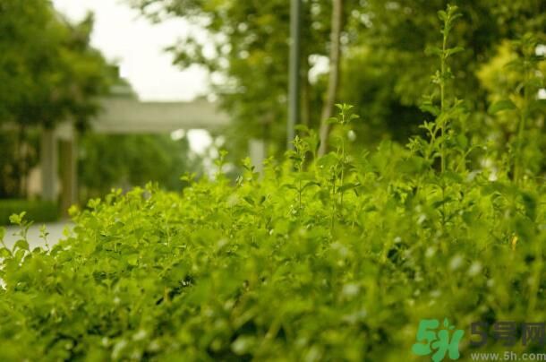 蚊子叮的包過(guò)幾天又癢是為什么？蚊子叮的包過(guò)幾天又癢怎么辦？