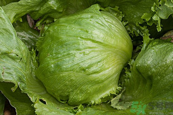 生菜和雞蛋能一起吃嗎？生菜和雞蛋一起怎么做？