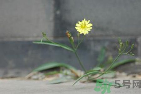 怎么挑選苦菜？挑選苦菜的方法有哪些？