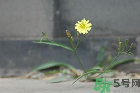 皮膚過敏可以吃苦菜嗎？吃苦菜會皮膚過敏嗎？
