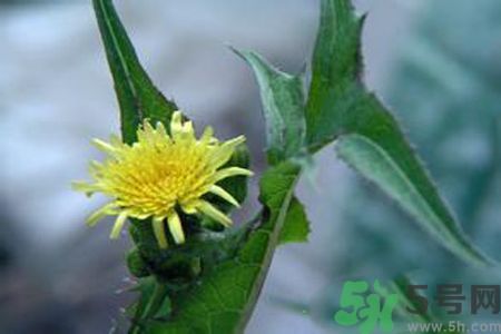 皮膚過敏可以吃苦菜嗎？吃苦菜會(huì)皮膚過敏嗎？