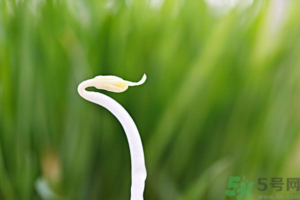 綠豆芽有什么功效？綠豆芽的功效是什么？