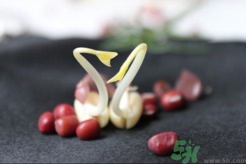 紅豆可以發(fā)豆芽嗎？紅豆芽可以吃嗎？