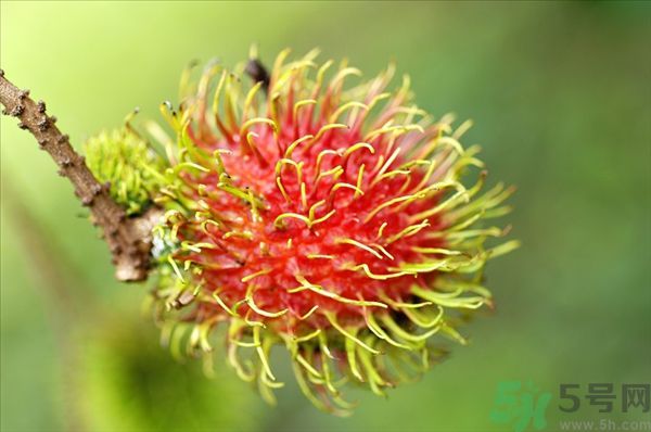 孕婦可以吃紅毛丹嗎？孕婦吃紅毛丹好嗎？