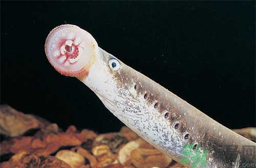 英吸血鬼魚(yú)暴增 什么是吸血鬼魚(yú)？