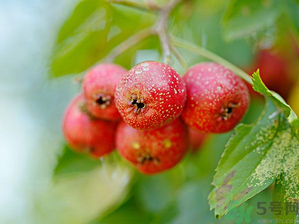 尿酸高能吃山楂嗎？痛風(fēng)能吃山楂嗎？