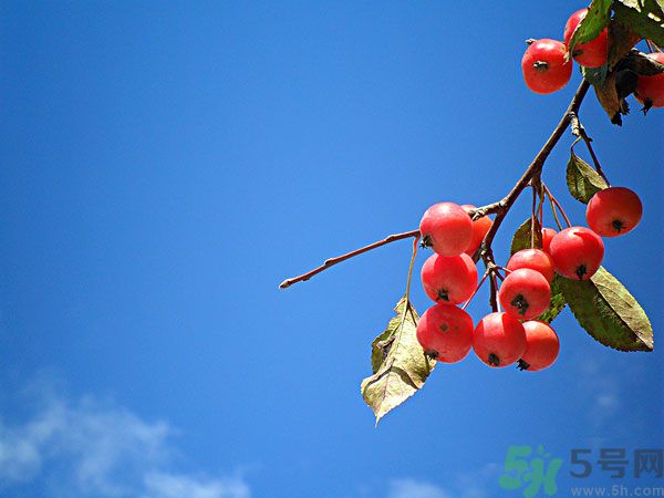 尿酸高能吃山楂嗎？痛風(fēng)能吃山楂嗎？