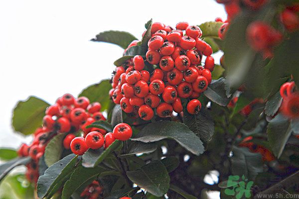 尿酸高能吃山楂嗎？痛風(fēng)能吃山楂嗎？