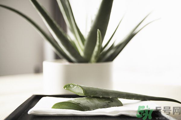 蘆薈怎么做好吃？蘆薈的做法有哪些？