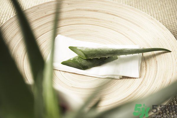 蘆薈是涼性的嗎？蘆薈是涼性還是熱性？