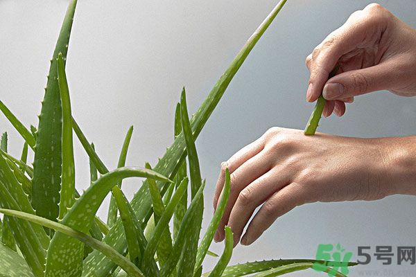 蘆薈是涼性的嗎？蘆薈是涼性還是熱性？