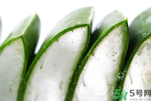 蘆薈是涼性的嗎？蘆薈是涼性還是熱性？