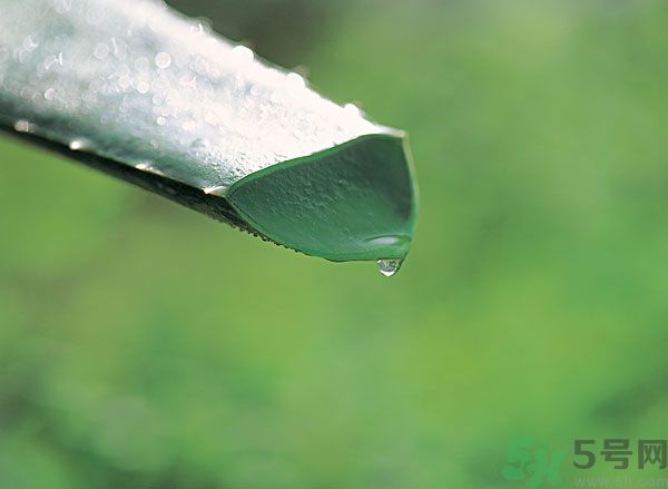孕婦可以用蘆薈汁搽臉嗎？孕婦可以涂抹蘆薈汁嗎？