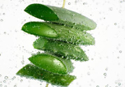 夏天吃蘆薈可以降火嗎？夏天吃蘆薈能清火嗎？
