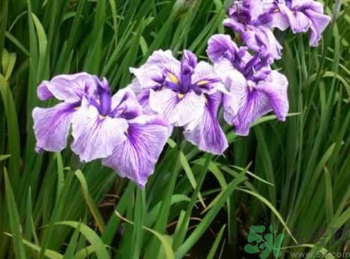 什么樣的菖蒲好？怎樣選購菖蒲？