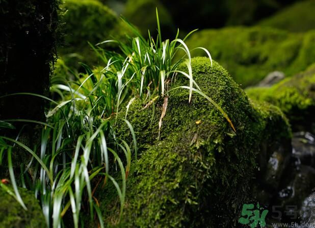 什么樣的菖蒲好？怎樣選購菖蒲？