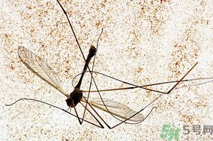 蚊子討厭什么氣味？蚊子討厭什么顏色？
