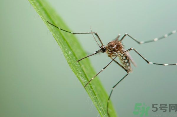 蚊子討厭什么氣味？蚊子討厭什么顏色？