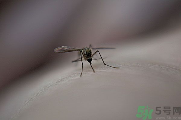 蚊子討厭什么氣味？蚊子討厭什么顏色？