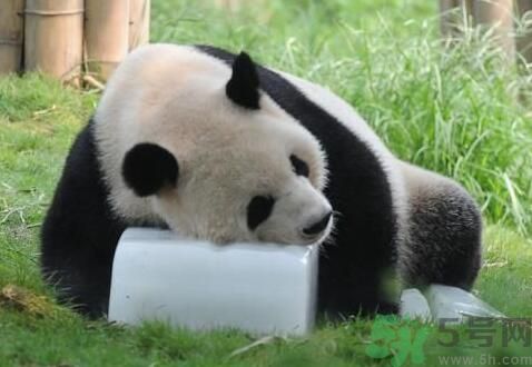 中暑可以吃水果嗎？中暑吃什么水果好？