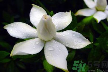 梔子花可以安神嗎？梔子花可以治療失眠嗎？