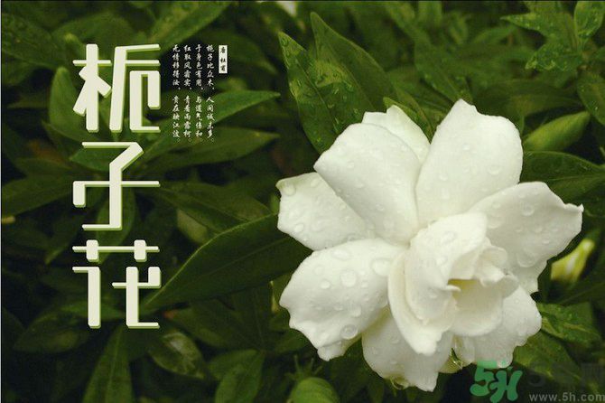 梔子花可以安神嗎？梔子花可以治療失眠嗎？