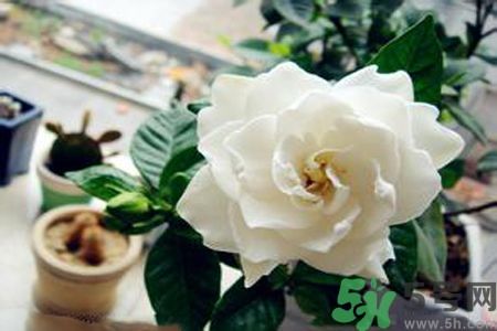 梔子花可以降血糖嗎？梔子花茶可以降血糖嗎？
