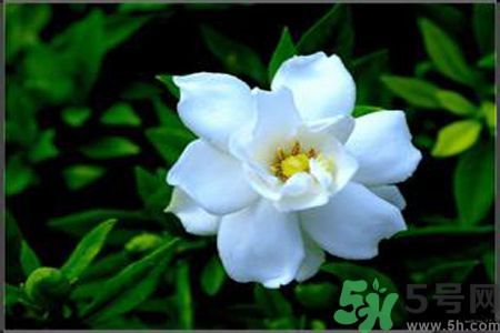 梔子花可以降血糖嗎？梔子花茶可以降血糖嗎？