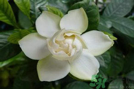 寶寶可以聞梔子花的味道嗎？寶寶聞梔子花的味道好嗎？