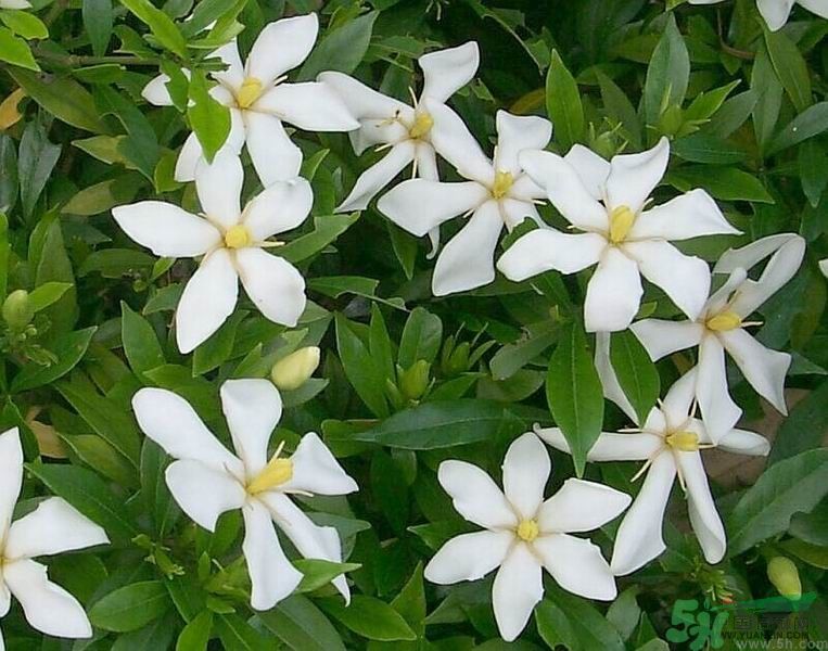 梔子花的葉子為什么會發(fā)黃？梔子花的葉子發(fā)黃了怎么辦？