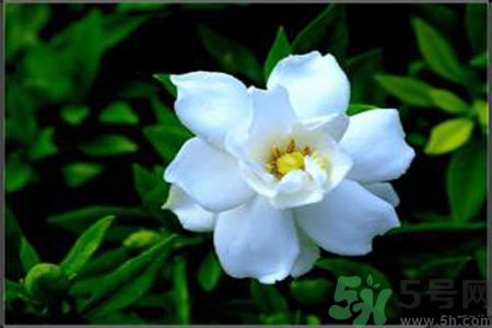 梔子花的葉子為什么會發(fā)黃？梔子花的葉子發(fā)黃了怎么辦？
