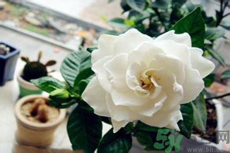 梔子花茶是熱性還是涼性？梔子花茶是涼性的嗎？