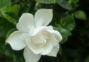 梔子花可以安神嗎？梔子花可以治療失眠嗎？