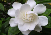 梔子花的葉子為什么會發(fā)黃？梔子花的葉子發(fā)黃了怎么辦？