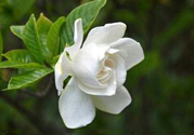 梔子花可以降血糖嗎？梔子花茶可以降血糖嗎？