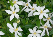 梔子花茶是熱性還是涼性？梔子花茶是涼性的嗎？