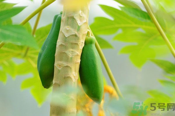 木瓜是水果還是蔬菜？青木瓜是水果嗎？