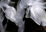 陜西發(fā)現(xiàn)死亡之花 水晶蘭為什么叫死亡之花？