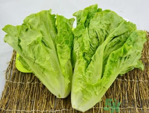 生菜會(huì)引起過(guò)敏嗎？吃生菜會(huì)過(guò)敏嗎？
