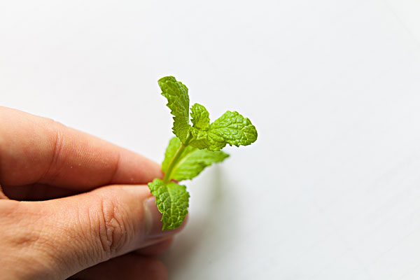 薄荷能治蕁麻疹嗎？蕁麻疹喝薄荷茶有用嗎？