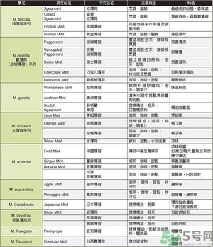薄荷能美白嗎？薄荷的功效與作用