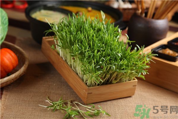 空心菜是菠菜嗎？空心菜是不是菠菜？