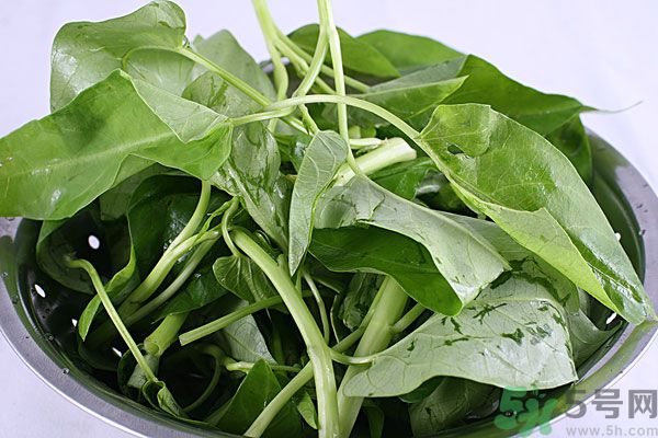 空心菜是菠菜嗎？空心菜是不是菠菜？