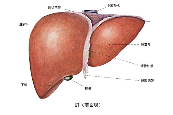 臉上長(zhǎng)痘能吃南瓜嗎？臉上長(zhǎng)痘吃南瓜好不好？