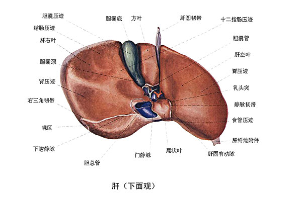 臉上長(zhǎng)痘能吃南瓜嗎？臉上長(zhǎng)痘吃南瓜好不好？