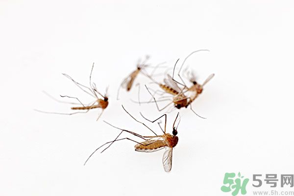 點(diǎn)蚊香為什么還有蚊子？為什么點(diǎn)蚊香沒有用了？